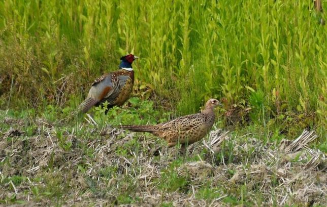 꿩이 일부다처제로 많은 암컷을 거느리고 알과 새끼를 많이 까면 개체수가 늘어날까요?의 0번 째 이미지