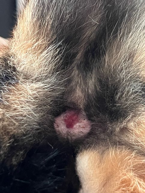 고양이 항문 주변이 붉게 부었는데 뭔가요?의 2번 째 이미지