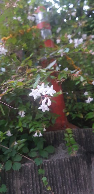 퇴근길 길가에 이 조그마한 꽃들은 뭔가요?의 0번 째 이미지