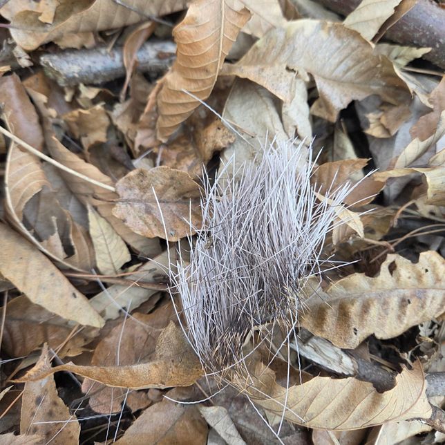 사진속에 있는것이 무엇인가요? 산에 있었어요의 2번 째 이미지