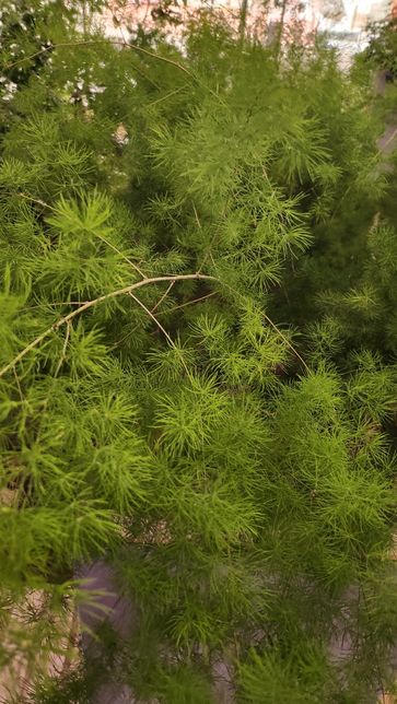 허브 종류의 냄새좋은 식물인데 이름을 모르겠어요 feat.여의도 더현대 정원의 0번 째 이미지