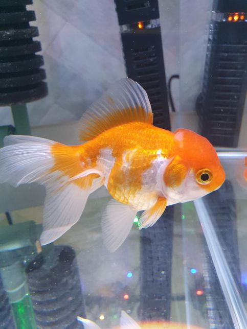 금붕어 종류가 뭔가요? 궁금합니다.의 1번 째 이미지