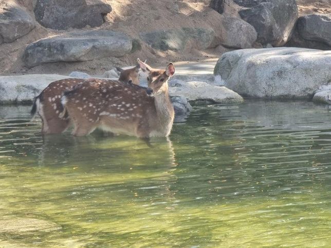 꽃사슴은 왜 다른 나라의 반수생 사슴인 물사슴이나 무스처럼 물을 좋아하기도 하나요?의 1번 째 이미지