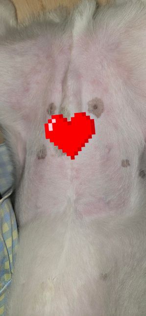 배 알러지 봐주세요.화식먹고이랬거든요?의 0번 째 이미지