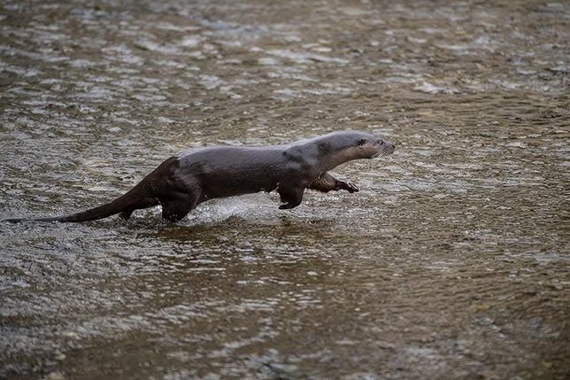 수달은 큰 물고기를 사냥해도 왜 지나치게 큰 새를 사냥하지 않아요?의 0번 째 이미지