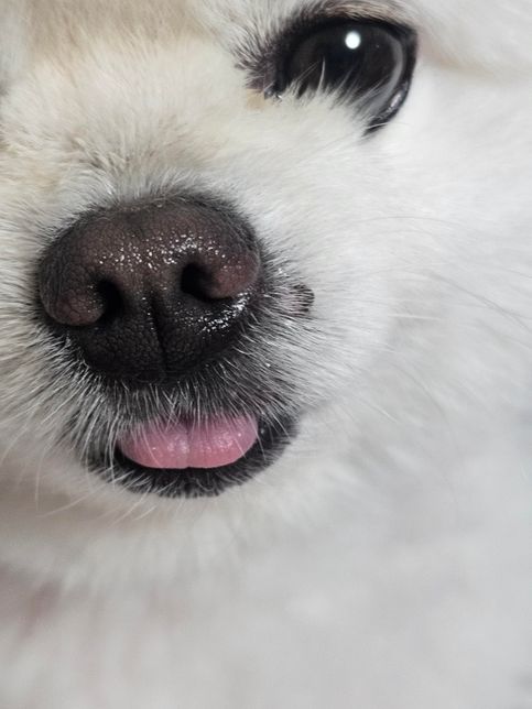 강아지 코 옆에 뾰루지 같은 것이 무엇일까요..?의 0번 째 이미지