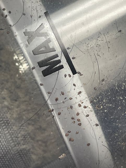 엄청작은 이 벌레 먼지다듬이인가요??의 0번 째 이미지