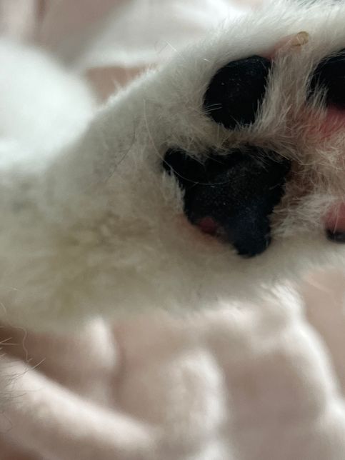 강아지 발 염화칼슘으로 인한 화상인가요?의 0번 째 이미지