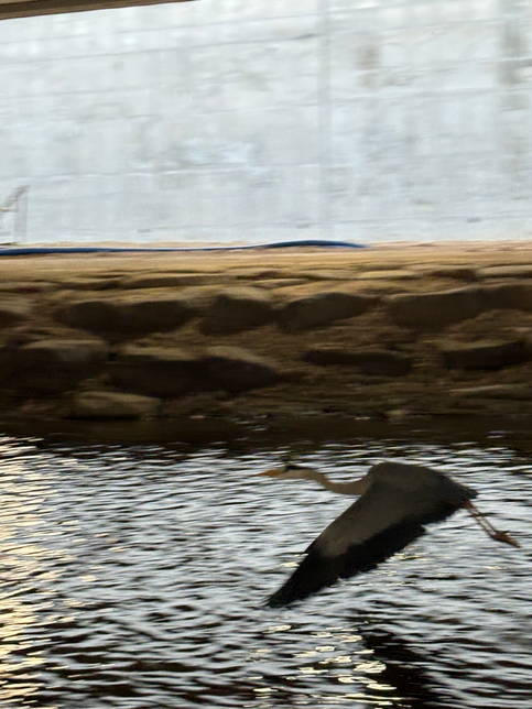이 새 이름 아시는 분 있을까요?의 1번 째 이미지