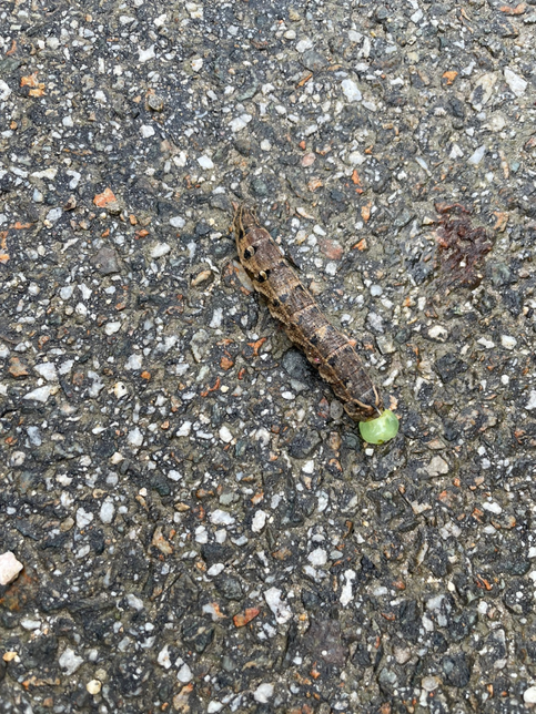 이 벌레랑 벌레에 붙어 있는 꼬다리는 뭔가요?의 0번 째 이미지