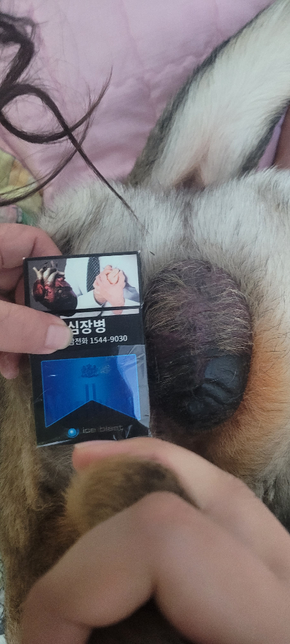 중성화 수술후 음낭이 빵빵합니다.의 2번 째 이미지