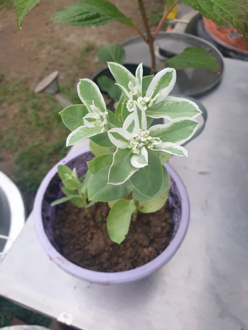 이 식물의 이름이 궁금합니다 무엇인가요의 0번 째 이미지