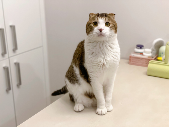 고양이 축 늘어지는 뱃살 괜찮을까요..???의 0번 째 이미지