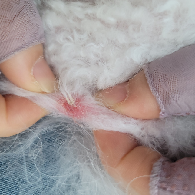 강아지 다리에 상처가 났는데 사진상으로 보면 무엇일까요?의 1번 째 이미지