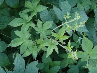 촌밭에 환삼덩쿨이 많은데 먹어보신분 계신가요?의 0번 째 이미지