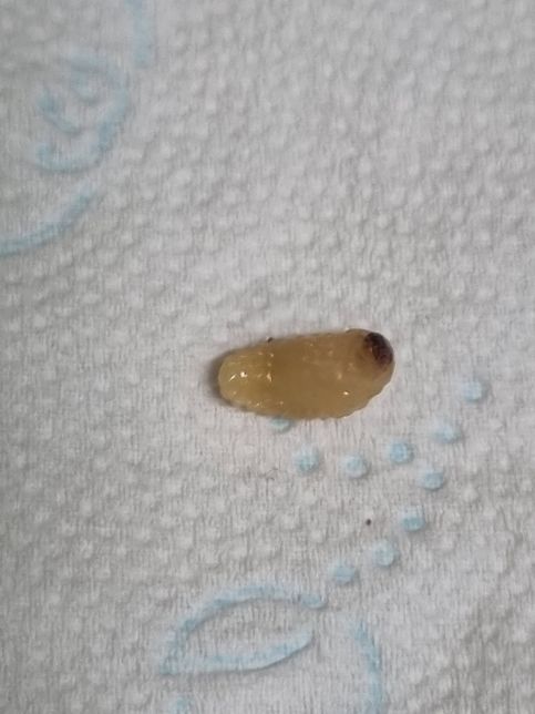 사진의 곤충이 무슨 벌레인지 알려주실분?의 1번 째 이미지