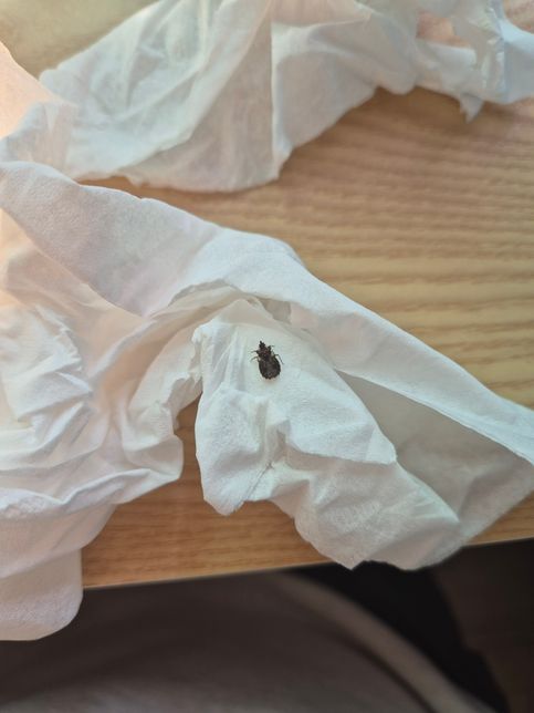 사진 속 이것 정체가 뭔가요? 빈대인가요??의 1번 째 이미지