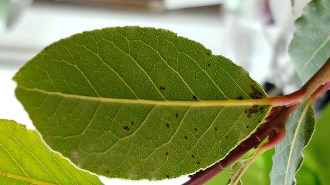월계수잎의 검은 점은 무엇인가요?의 2번 째 이미지