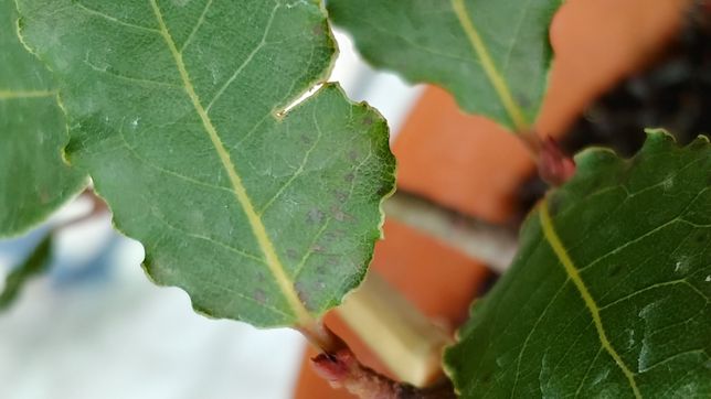 월계수잎의 검은 점은 무엇인가요?의 1번 째 이미지