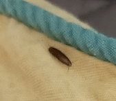 이 애벌레(?) 정체가 뭔가요??의 0번 째 이미지