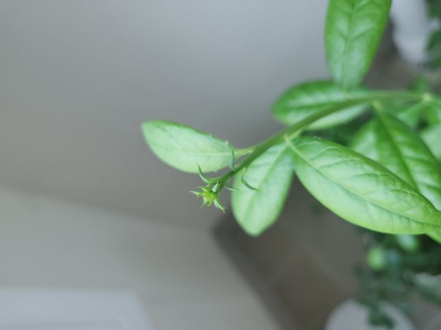 블루베리 나무 끝에 이게 뭘까요?의 1번 째 이미지