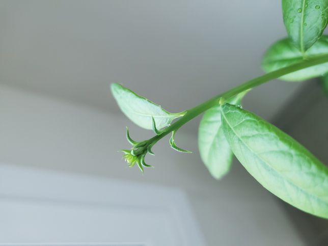 블루베리 나무 끝에 이게 뭘까요?의 0번 째 이미지