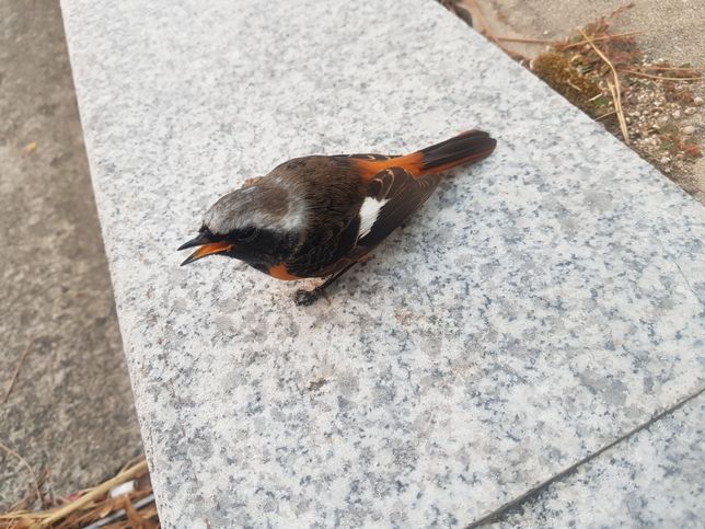 새줍했습니다. 어떻게 응급조치해야하나요.의 0번 째 이미지