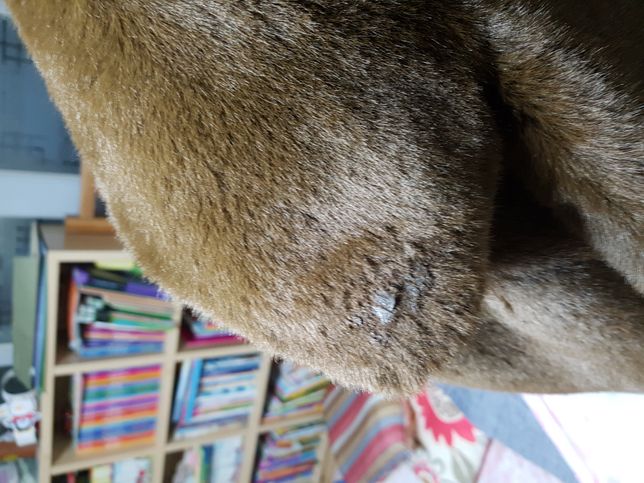 페이퍼 자켓 탄부분 복원혹은 수선가능한가요?의 1번 째 이미지