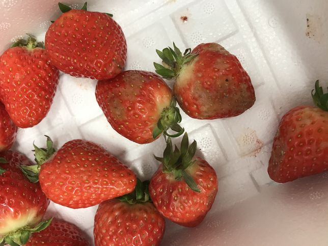딸기 쉽게 상하지 않게 보관하는 법 있을까요?의 0번 째 이미지