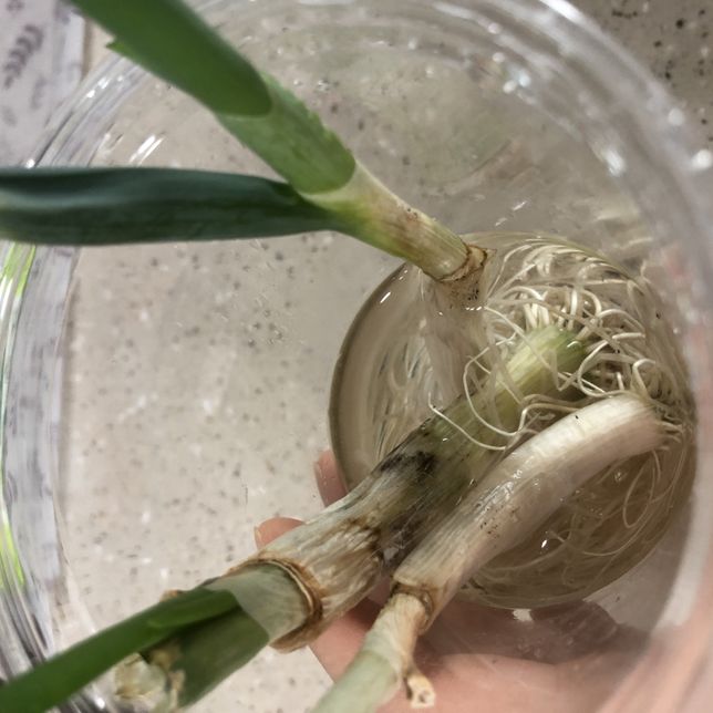 곰팡이가 핀 파 키운 후 먹어도되나요?의 1번 째 이미지