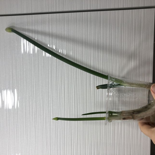 곰팡이가 핀 파 키운 후 먹어도되나요?의 0번 째 이미지