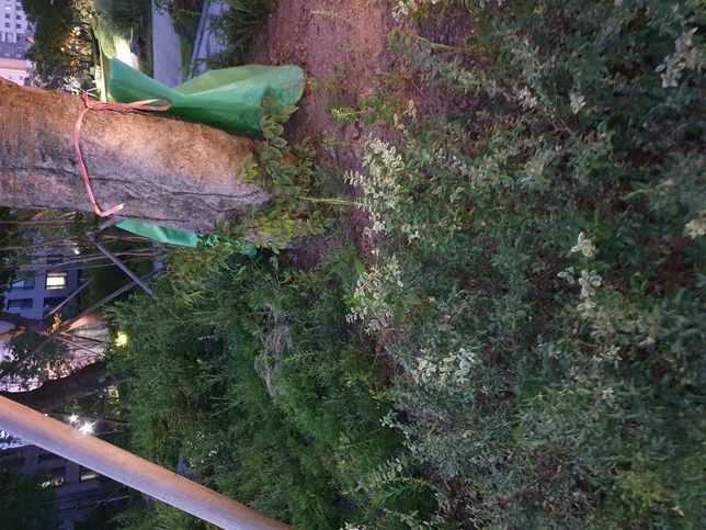 나무에 이런건 왜 달아놓는건가요?의 0번 째 이미지