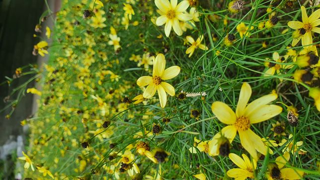 개울가에 무리지어 핀 이 꽃의 이름은 뭔가요?의 0번 째 이미지