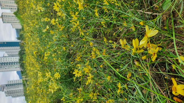 개울가에 무리지어 핀 이 꽃의 이름은 뭔가요?의 1번 째 이미지