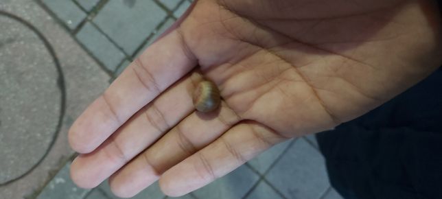 길에서 주웟는데 뭔가요? 도토리인가요?의 0번 째 이미지