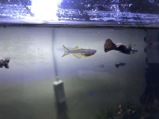 구피옆에 무슨 물고기 인가요?의 0번 째 이미지