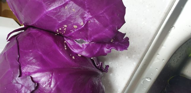 적채에 생긴 이것은 무엇인가요?의 0번 째 이미지