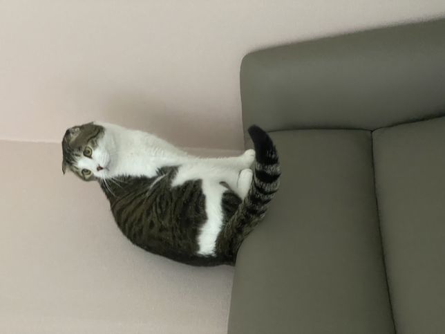 스코티쉬폴드가 유전병이 있는게 맞나요..?의 2번 째 이미지