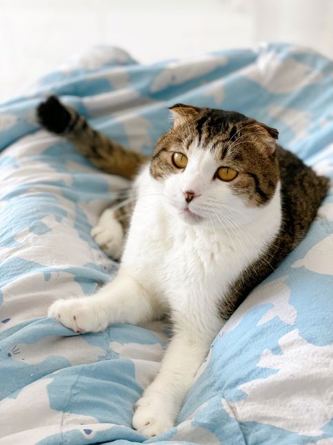 스코티쉬폴드가 유전병이 있는게 맞나요..?의 1번 째 이미지