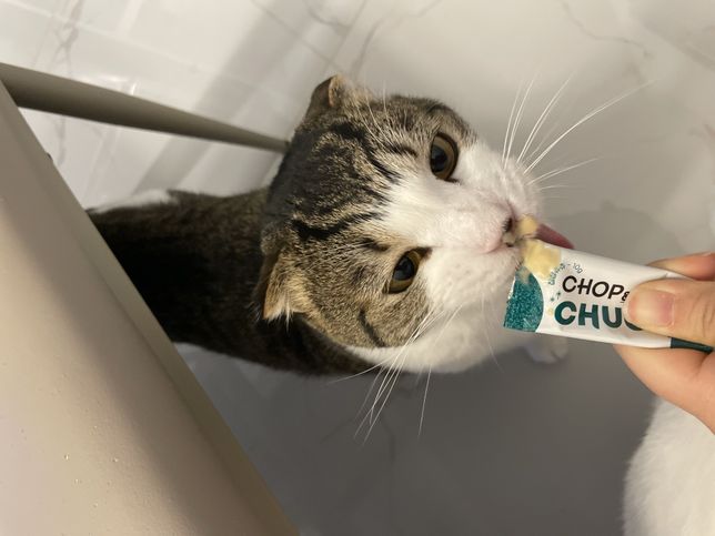 스코티쉬폴드가 유전병이 있는게 맞나요..?의 0번 째 이미지