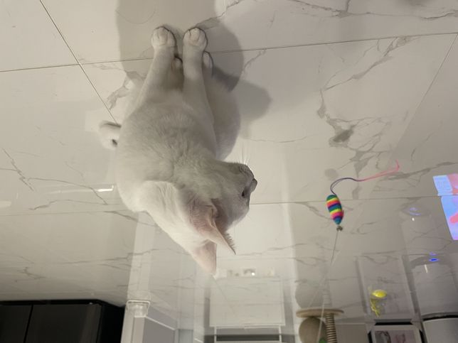 고양이는 정말 쥐를 좋아하나요..??의 0번 째 이미지