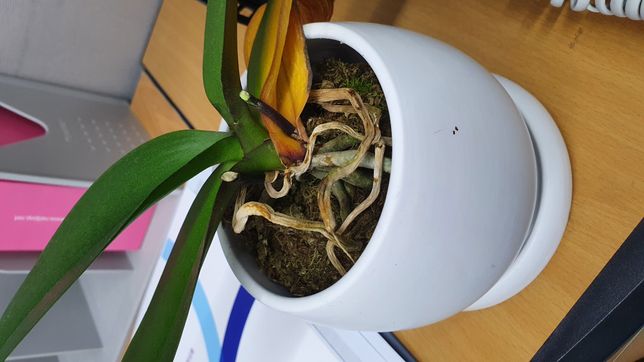 선물받은 화분의 식물이 죽어갑니다.의 0번 째 이미지