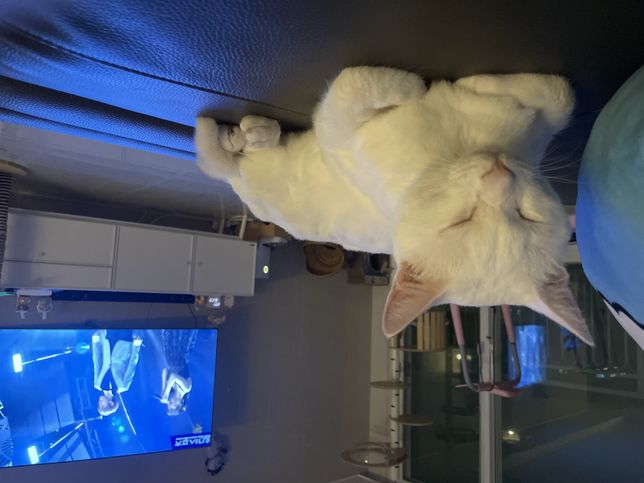 고양이가 왜 저를 핥는걸까요?의 0번 째 이미지