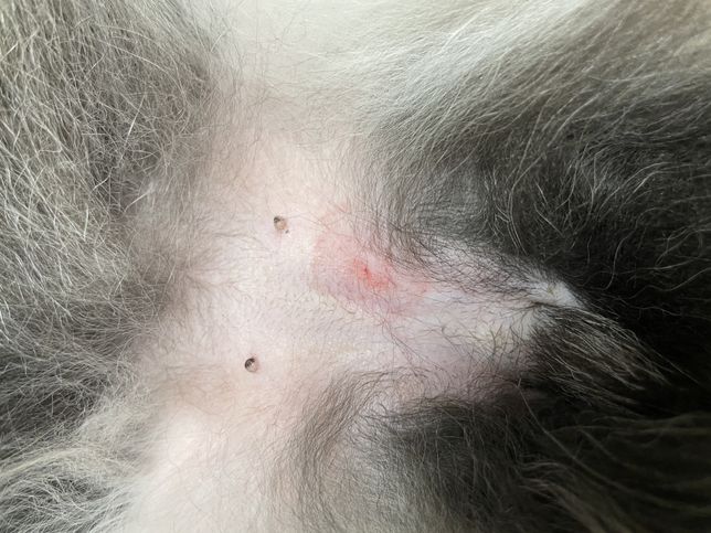 강아지 배 사진 봐주세요. 물린건지 긁힌건지의 0번 째 이미지