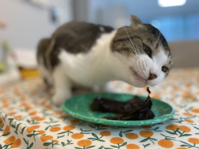 고양이가 상추를 먹어도되나요?의 0번 째 이미지