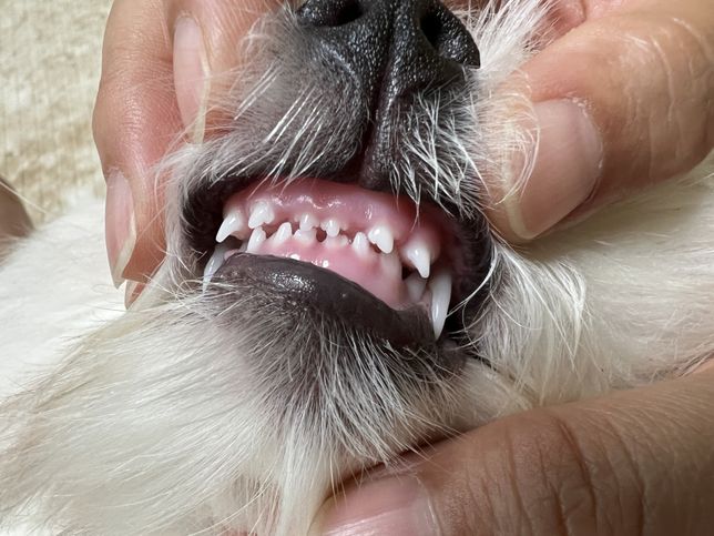 강아지 앞니가 먼저 크는게 아닌가요?의 0번 째 이미지