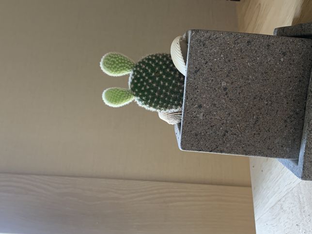 선인장 다육이는 물을 주는 주기가 어떻게 되나요?의 0번 째 이미지