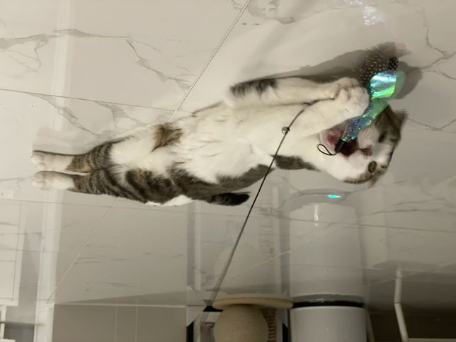 고양이는 왜 장난감을 입으로 가져갈까요?의 0번 째 이미지