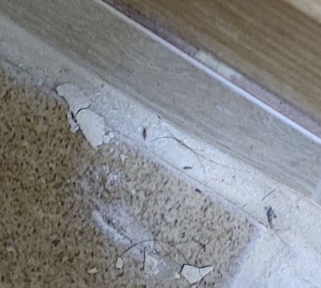 이 벌레가 집에서 계속 보이는데 박멸하는 방법좀요의 0번 째 이미지