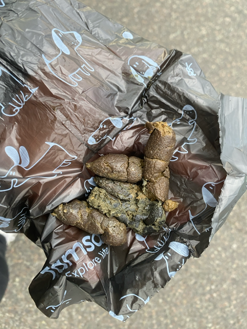 강아지 똥 초록색을 계속 싸요의 0번 째 이미지